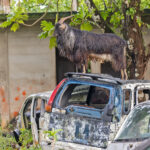 Goat overlooking its scrapyard on Chuuk (image by Pete Morris)