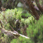 Goldcrest (image by Diedert Koppenol)