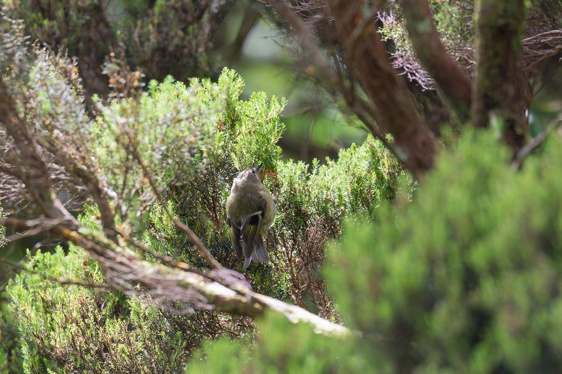 Goldcrest (image by Diedert Koppenol)