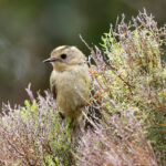 Goldcrest (image by Werner Mueller)