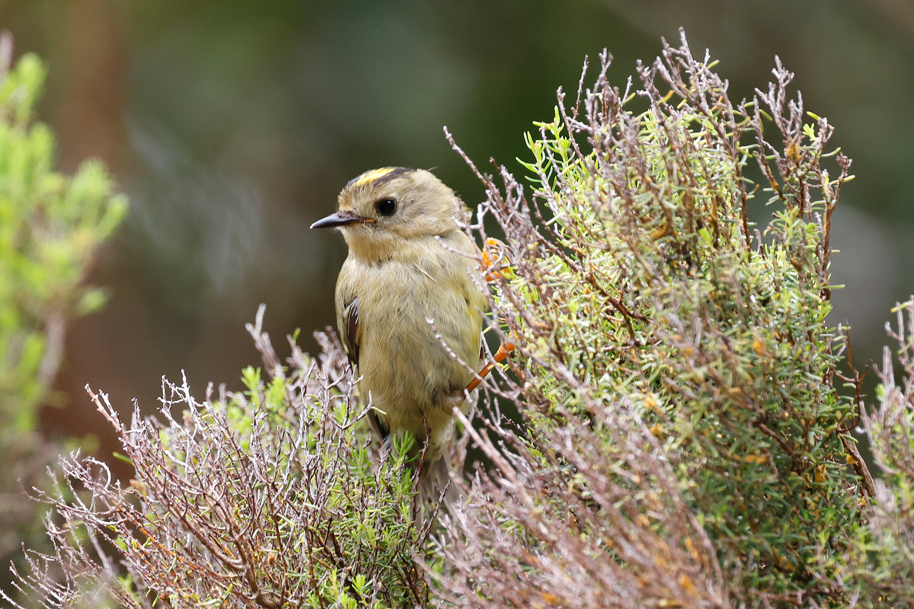 Goldcrest (image by Werner Mueller)