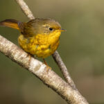 Golden Bush Robin (image by Simon Mitchell)