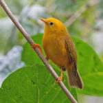 Golden White-eye (image by Pete Morris)