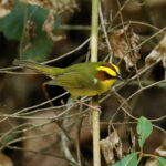 Golden-browed Warbler (image by Leonardo Garrigues)