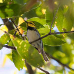 Golden-cheeked Warbler (image by Leonardo Garrigues)