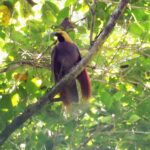Goldie's Bird-of-paradise (image by Mark Van Beirs)