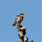 Goldman's Warbler (image by Leonardo Garrigues)
