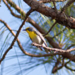 Grace's Warbler (image by Leonardo Garrigues)