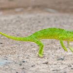 Graceful Chameleon (image by Pete Morris)