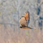 Grasshopper Buzzard (image by Pete Morris)