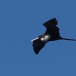 female Great Frigatebird (image by Mark Van Beirs)