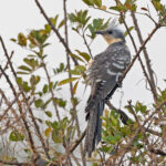 Great Spotted Cuckoo (image by Pete Morris)
