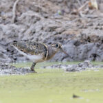 Greater Painted-snipe (image by Pete Morris)