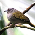 Green-backed Sparrow (image by Charles Davies)