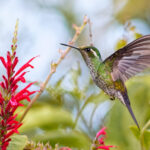 Green-breasted Mountaingem (image by Leonardo Garrigues)