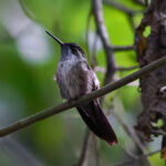 Green-throated Mountaingem (image by Leonardo Garrigues)