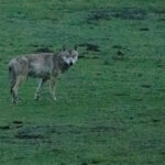 Grey (Tibetan) Wolf (image by Simon Mitchell)