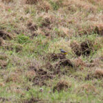 Grey Wagtail (image by Diedert Koppenol)