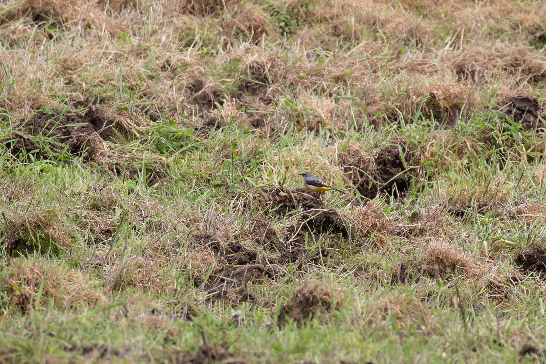 Grey Wagtail (image by Diedert Koppenol)