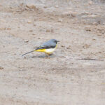 Madeira is one of the best places in the world to see the beautiful Grey Wagtail (image by Diedert Koppenol)
