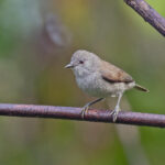 Grey-streaked Flycatcher (image by Pete Morris)
