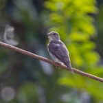 Grey-streaked Flycatcher (image by Pete Morris)