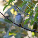 Guatemalan Tyrannulet (image by Leonardo Garrigues)
