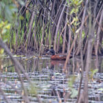 Hartlaub's Duck (image by Pete Morris)