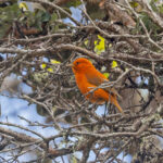 Hawaii Akepa (image by Pete Morris)