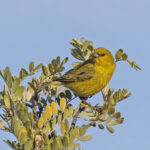 Maui form of Hawaii Amakihi (image by Pete Morris)
