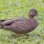 Hawaiian Duck (image by Pete Morris)