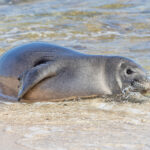 Hawaiian Monk Seal (image by Pete Morris)