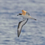 Hawaiian Petrel (image by Pete Morris)