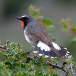 Himalayan Rubythroat (image by Dave Farrow)