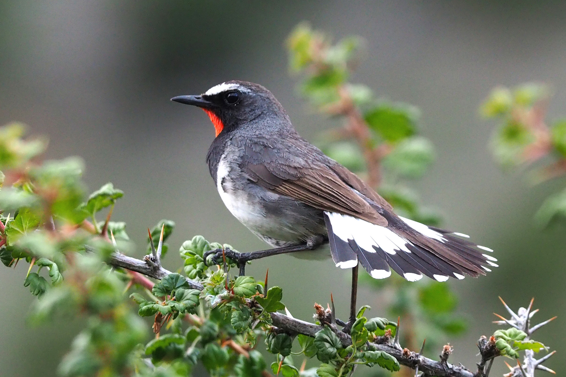 Himalayan Rubythroat (image by Dave Farrow)