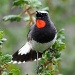 Himalayan Rubythroat (image by Dave Farrow)