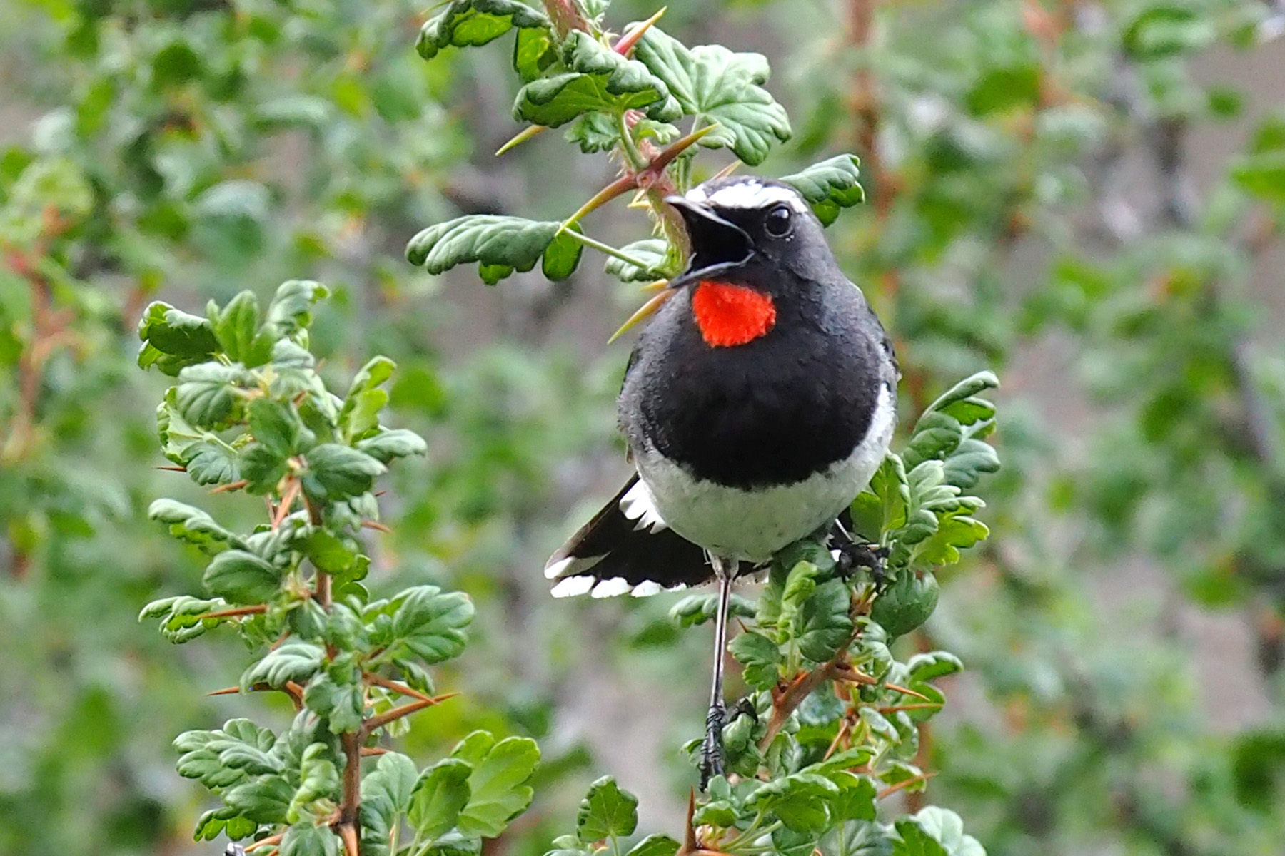 Himalayan Rubythroat (image by Dave Farrow)