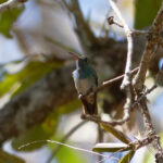 Honduran Emerald (image by Leonardo Garrigues)