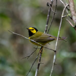 Hooded Warbler (image by Leonardo Garrigues)