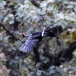 Horned Guan (image by Charles Davies)