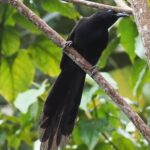 female Huon Astrapia (image by Mark Van Beirs)