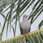Island Imperial Pigeon (image by Mark Van Beirs)