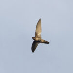 Island Swiftlet (image by Pete Morris)