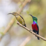 Johanna's Sunbird (image by Pete Morris)