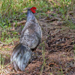 Kalij Pheasant (image by Pete Morris)