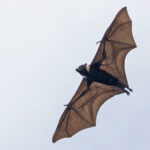 Kosrae Flying Fox (image by Pete Morris)
