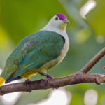 Kosrae Fruit Dove (image by Pete Morris)