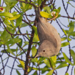Kosrae White-eye (image by Pete Morris)