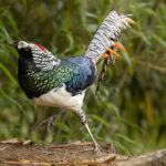 Lady Amherst's Pheasant (image by Simon Mitchell)