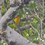Lagden's Bushshrike (image by Pete Morris)